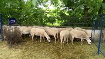 Damızlık koyunların yünü ekonomiye kazandırılıyor