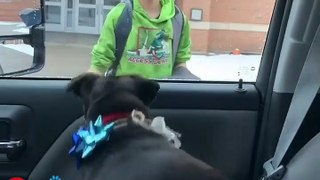 Il bambino ritrova il cane smarrito all'uscita da scuola: la sua reazione commuove