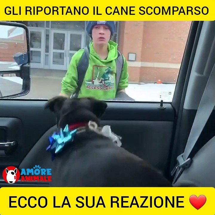 Il bambino ritrova il cane smarrito all'uscita da scuola: la sua reazione commuove
