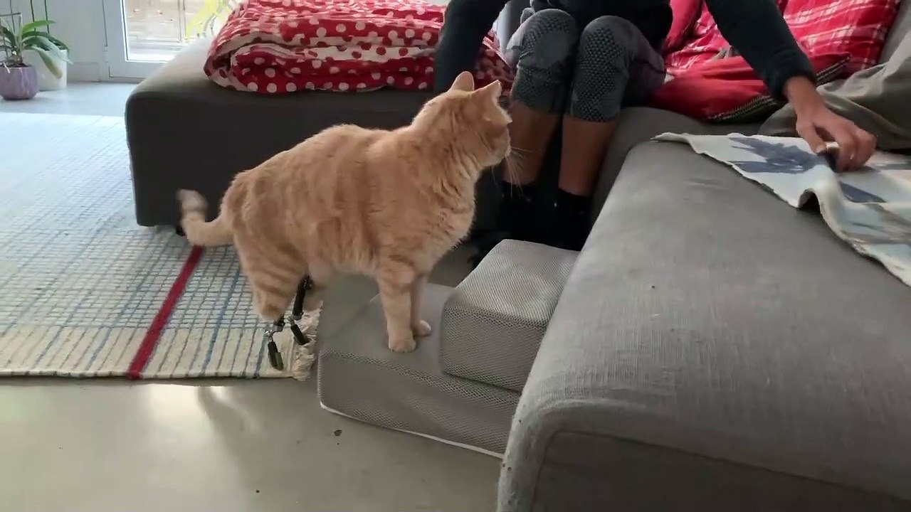 A cosa servono due gradini quando hai due schiave sempre a disposizione_ Questo