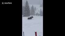 Moose spotted trudging through the fresh powder at Colorado ski resort