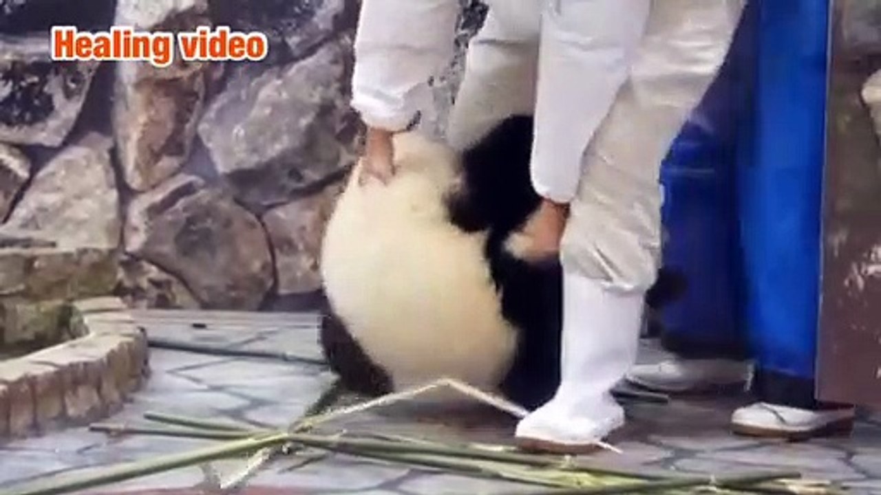 Animal healing 6
