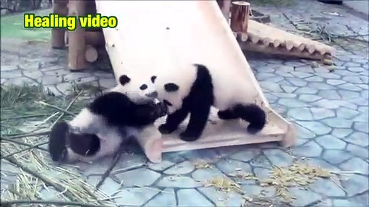 Animal healing 5