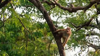 Disneynature's Monkey Kingdom - Official Trailer