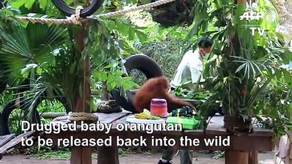 Bali's drugged, smuggled orangutan headed back to the wild