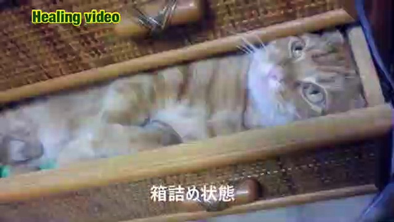 Animal healing 3