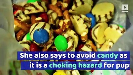 Do Not Give Your Dog These Foods During the Holidays