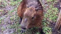 Capybara are the world's largest rodent and also the cutest