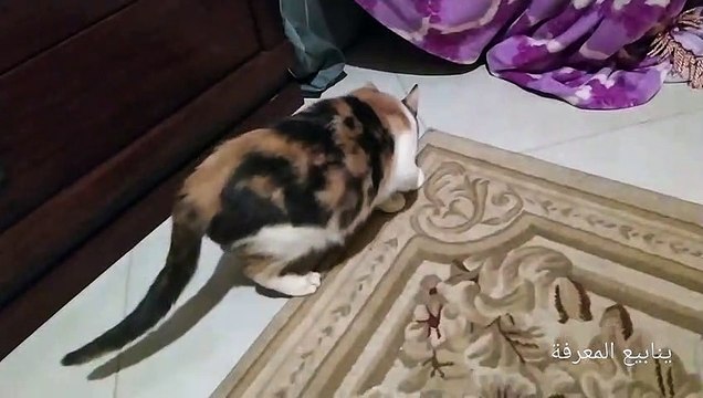 Mon chat joue avec moi avec intelligence