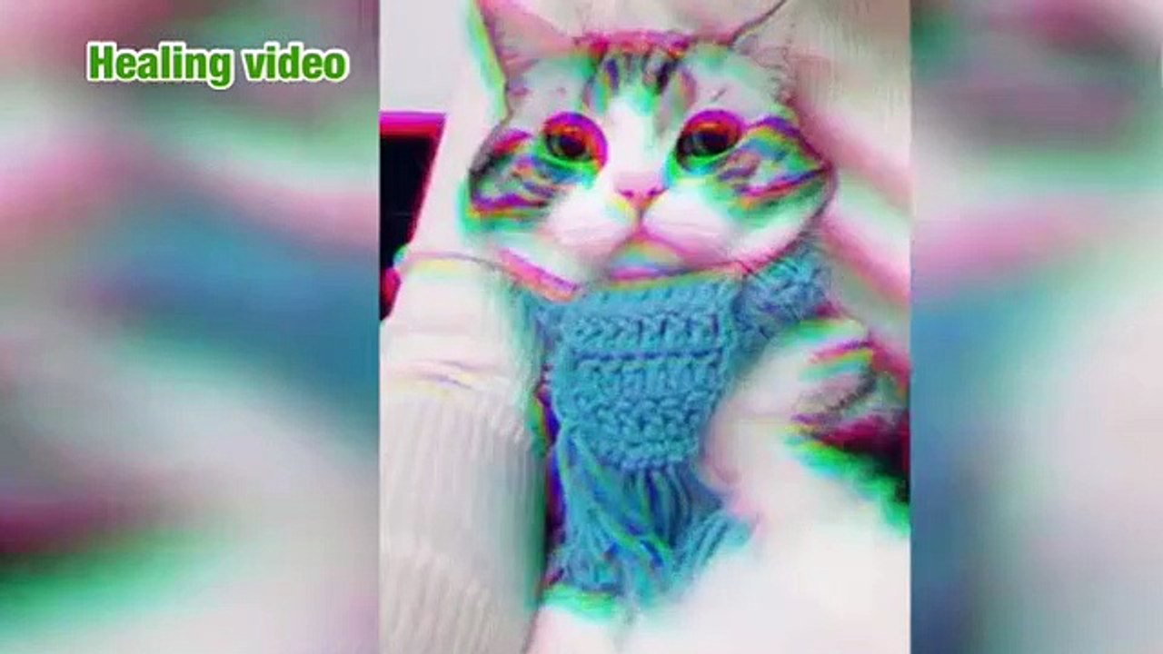 Animal 2