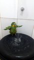 Adorable Bird Takes a Shower