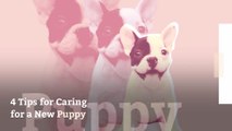 4 Tips for Caring for a New Puppy