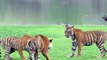 Quand 3 tigres se rencontrent... Impressionnant