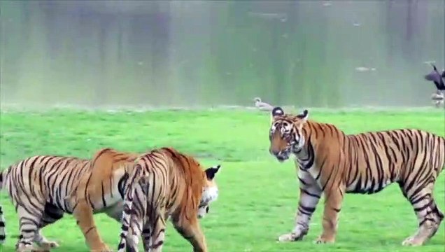 Quand 3 tigres se rencontrent... Impressionnant