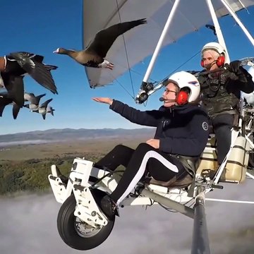 Des oies sauvages suivent un ULM comme si c'était un oiseau... magnifique