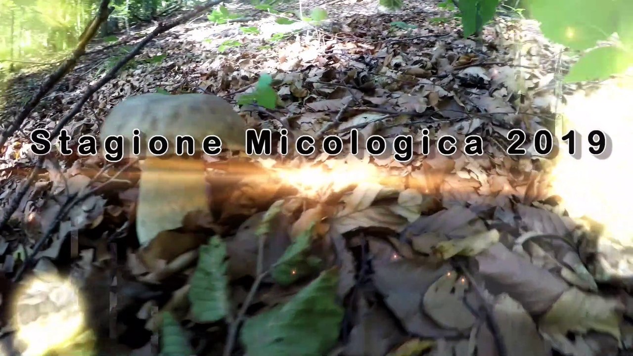 Funghi Porcini proprio quelli che cercavo!