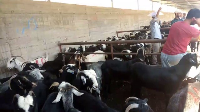 Koyun keçi kuzu sesleri videoları hayvanlar alemi videoları