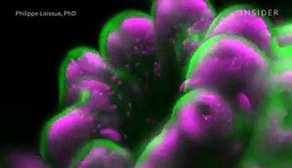 See the best microscopic footage of Nikon's 2019 Small World in Motion competition