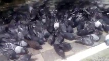 Yabani güvercinler güvercin sesleri güvercin videosu sesleri