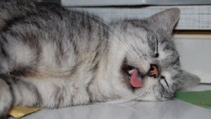 Así quedaron estos gatos tras comerse las plantas de marihuana de su dueña