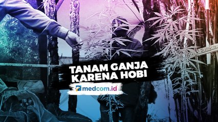 Warga Tanam Ganja dengan Alasan Hobi