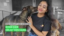 Een gebaar van goedheid: deze vrouw redt honden in India