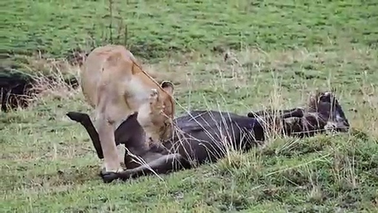 Une lionne mange les couilles d'un gnou