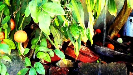 Sweet Disposition (2014)