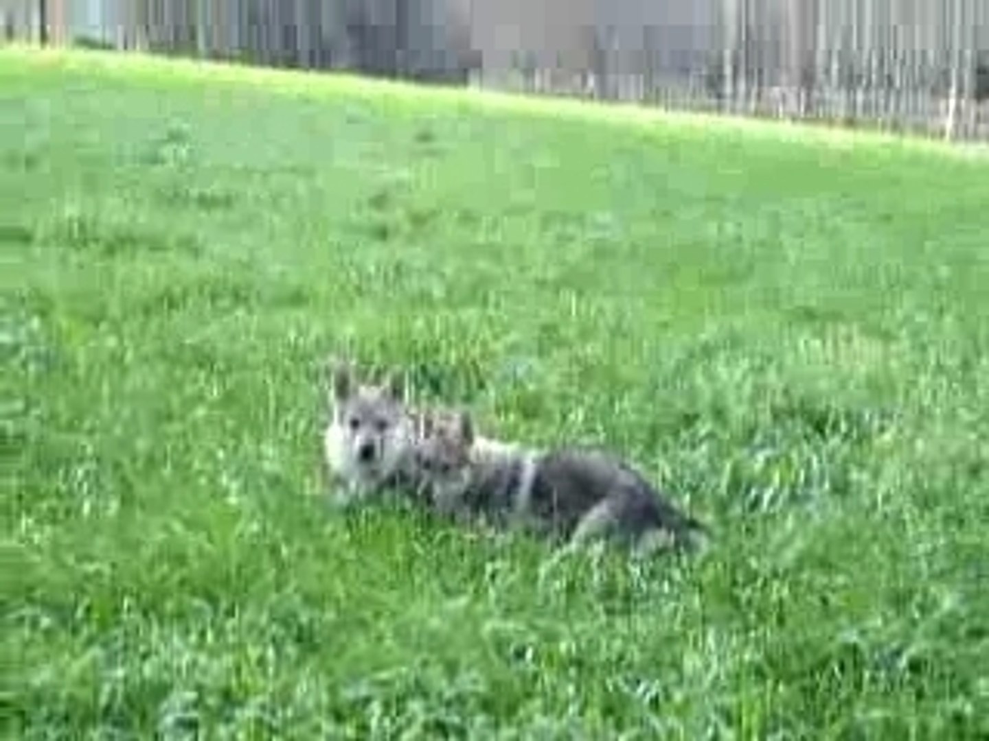 Chien Loup Tchecoslovaque Père De Calel