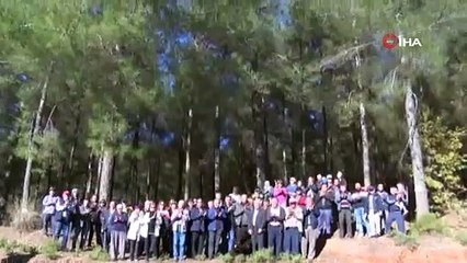 Fethiye'de 35 yıllık çam ağaçlarının kesilmesine tepki: "Yangından mal kaçırır gibi kesim yapılıyor"