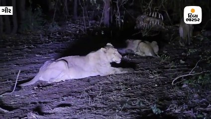 ગીર જંગલમાં કડકડતી ઠંડીમાં મીજબાની માણી આરામ કરતો સિંહ પરિવાર
