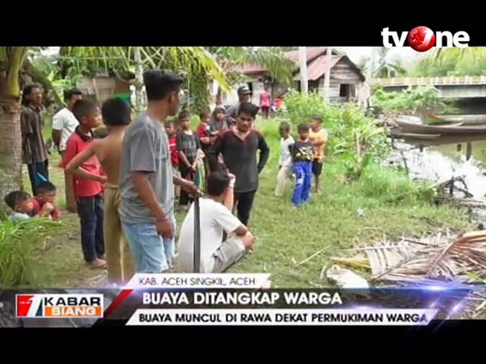 Bahayakan Warga, Buaya Muara Ditangkap Warga