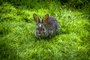 El conejo de monte es declarado en peligro de extinción