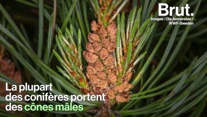 À quoi les pommes de pin servent-elles ?