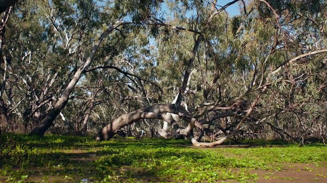 The Marshes | Trailer #2