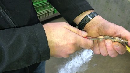 Comment ouvrir facilement une huître ?