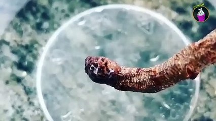 Awalnya Terlihat Seperti Ranting Kayu Biasa, Tapi Setelah Dimasukkan Kedalam Air Lihat Yang Terjadi!