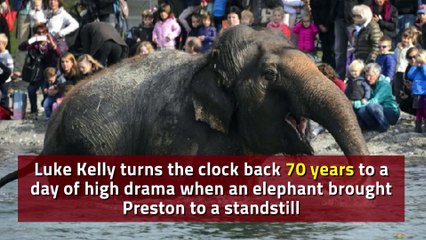 Elephant shot dead after causing mayhem in Preston