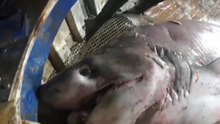 Pescadores capturam (e libertam) um dos maiores tubarões do mundo