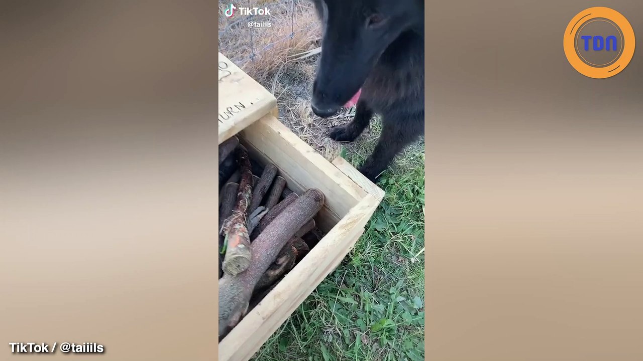 Un ébéniste crée une bibliothèque de bâtons pour les chiens dans un parc