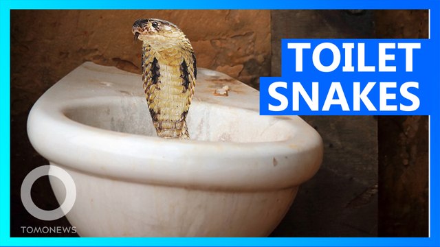 Cobras are invading home toilets in Jakarta