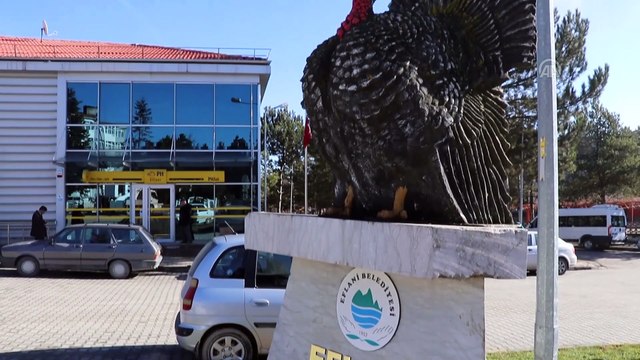 Doğal ortamda yetişen Eflani hindisi yılbaşı sofralarına lezzet katacak - KARABÜK
