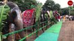 Watch 28 elephants being fed and trained at this rejuvenation camp in Tamil Nadu