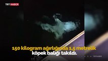 Oltasına 1,5 metrelik köpek balığı takıldı