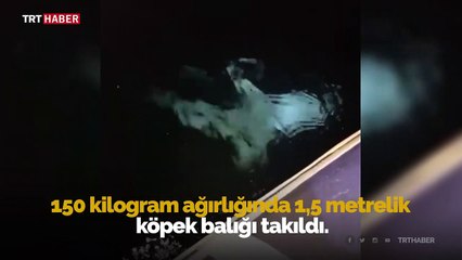 Oltasına 1,5 metrelik köpek balığı takıldı