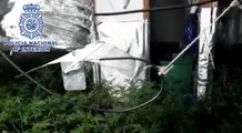 Detenidas dos personas, una de ellas menor de edad, por cultivar marihuana en una vivienda