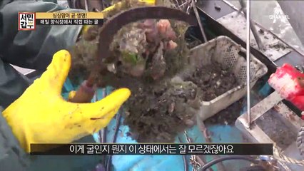 (살아있네~) 싱싱함을 위해 매일 양식장에서 굴을 직접 따는 갑부!