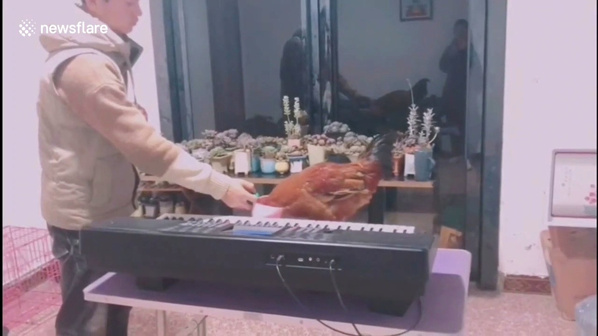 ⁣University student trains rooster to play Chinese songs on keyboard