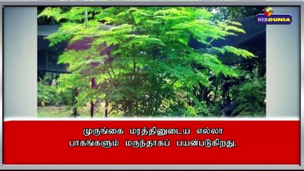 முருங்கையின் அற்புத நன்மைகள்!!