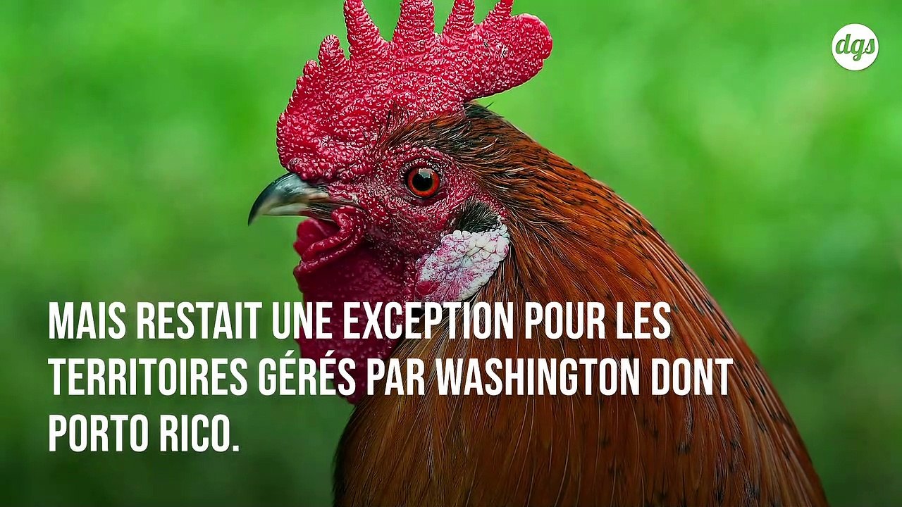 Les combats de coqs bientôt interdits à Porto Rico